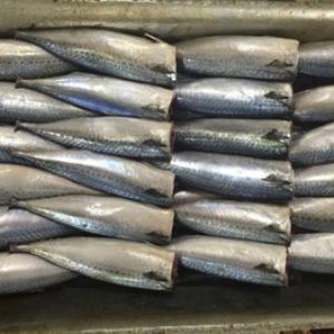 Frozen HGT mackerel