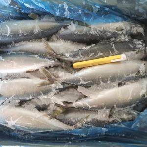 Frozen W/R mackerel